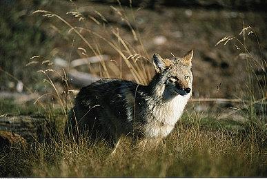 《真·女神转生Ⅴ》恶魔投票企划第三弹正在举行！